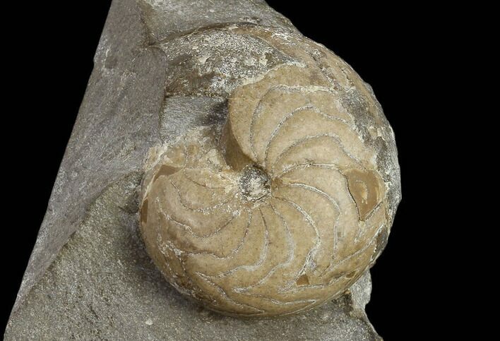 Rare Goniatite (Goniatites) Fossil - Oklahoma #119440